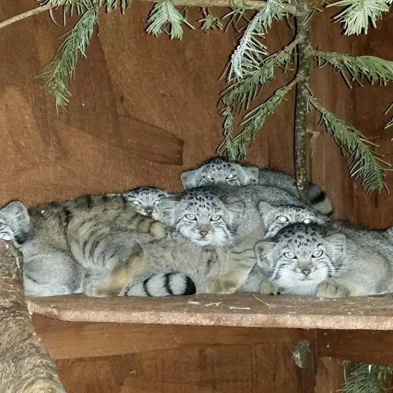 A photograph of Rosa, Tull, Bella, Alula, Erdene, Pema, and Jethro in Highland Wildlife Park