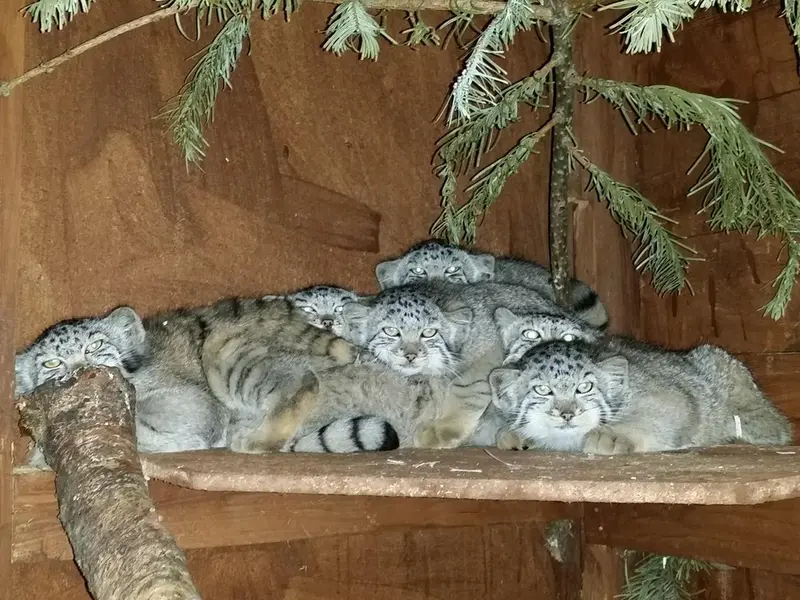 A photograph of Rosa, Tull, Bella, Alula, Erdene, Pema, and Jethro in Highland Wildlife Park