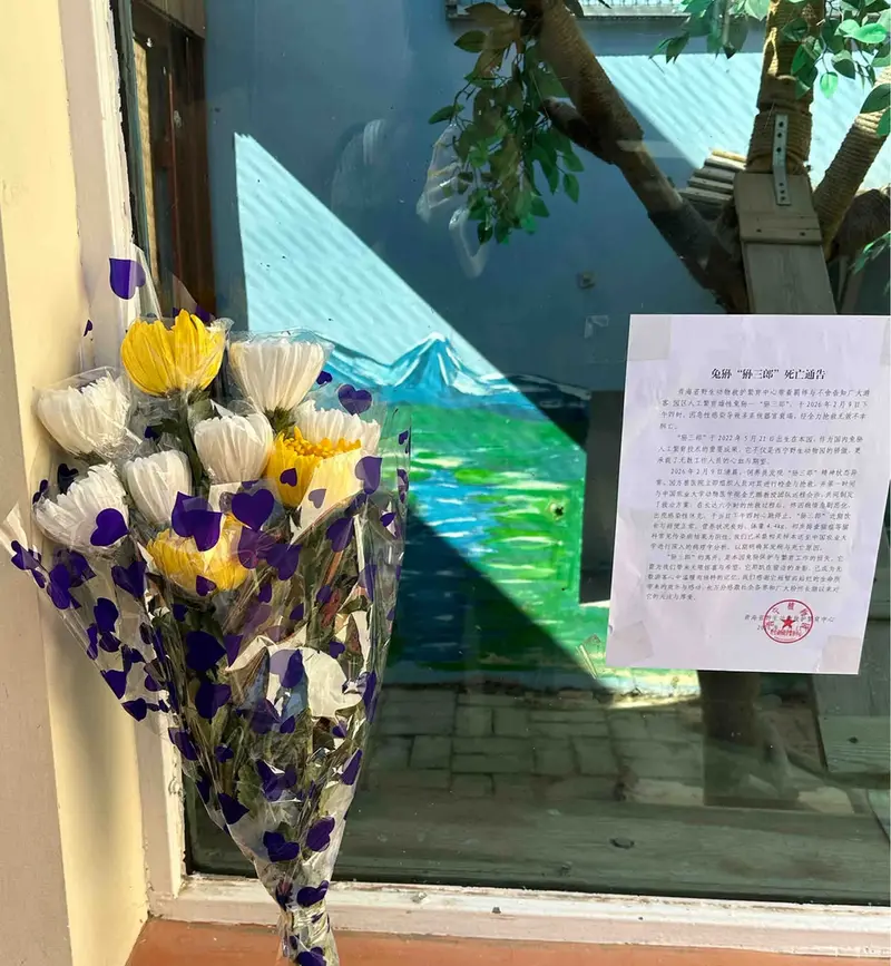 A photograph of a Pallas's cat