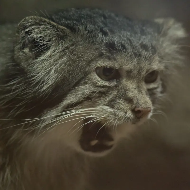 A photograph of Klyon in Ueno Zoological Gardens