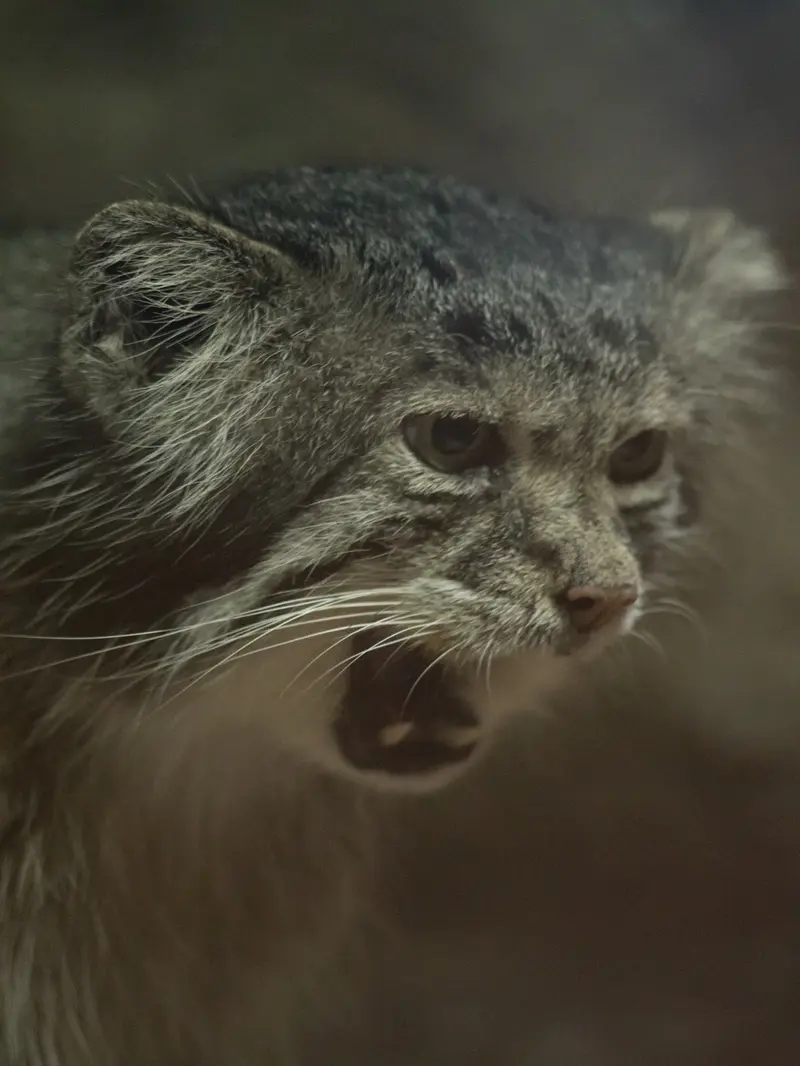 A photograph of Klyon in Ueno Zoological Gardens
