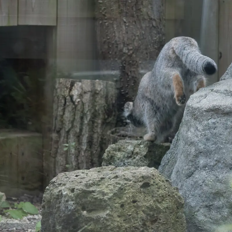 A photograph of Oto in Saitama Children's Zoo