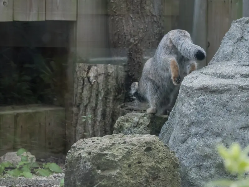 A photograph of Oto in Saitama Children's Zoo