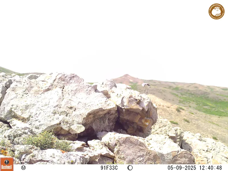 A photograph of Pika from Besshoky 1 camera trap