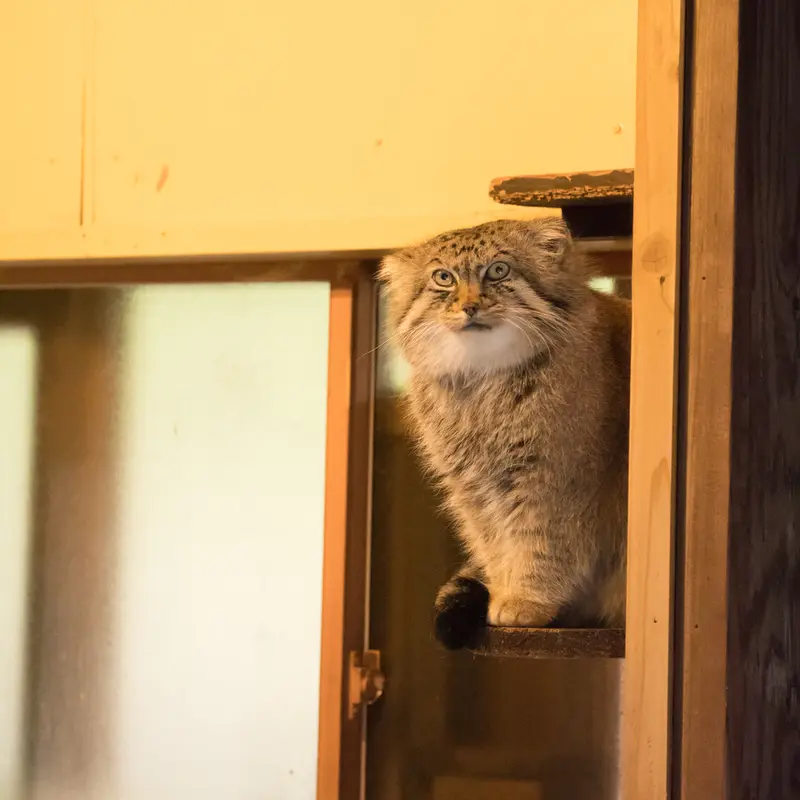 A photograph of Lotos in Saitama Children's Zoo
