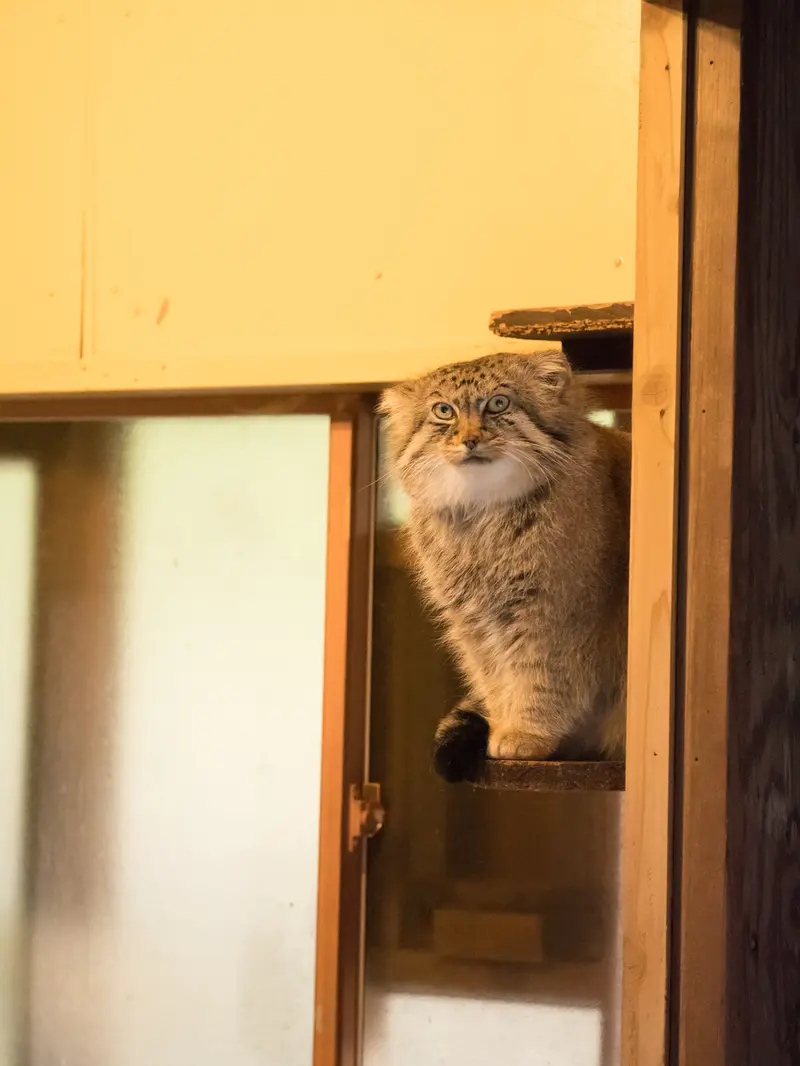 A photograph of Lotos in Saitama Children's Zoo