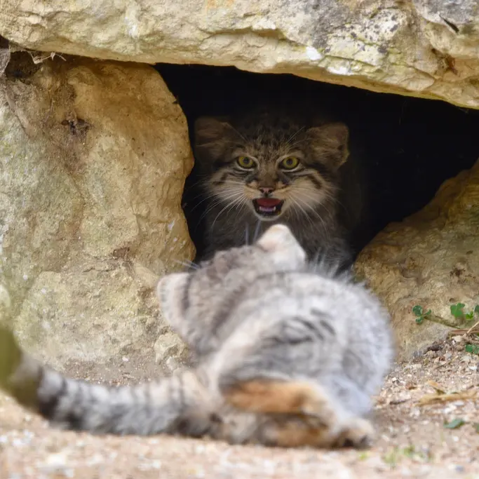 A photograph of a Pallas's cat in Port Lympne Wild Animal Park