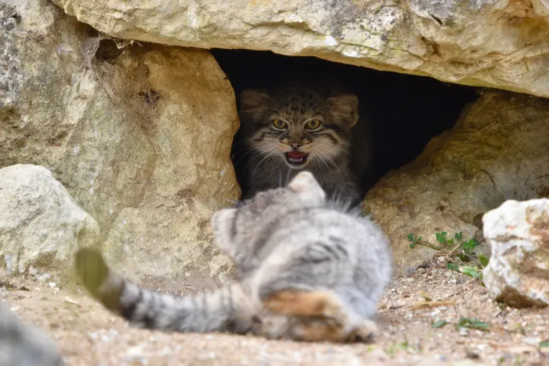 A photograph of a Pallas's cat in Port Lympne Wild Animal Park