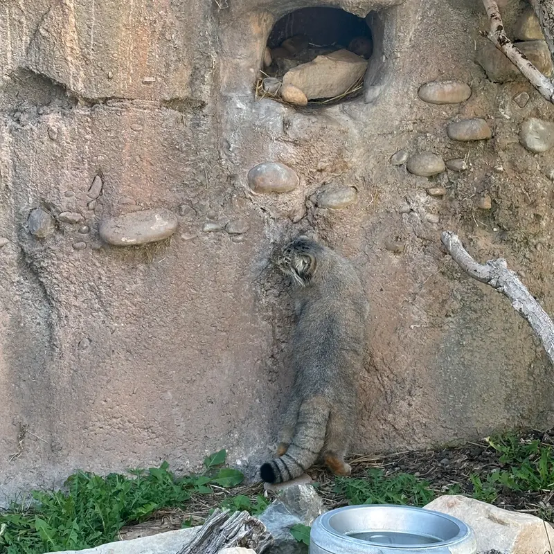 A photograph of Phyllaris in Utah's Hogle Zoo