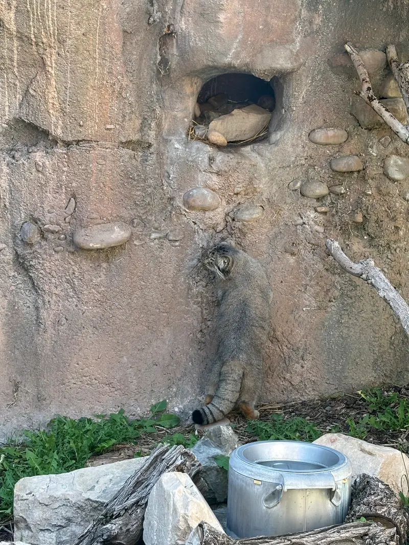 A photograph of Phyllaris in Utah's Hogle Zoo