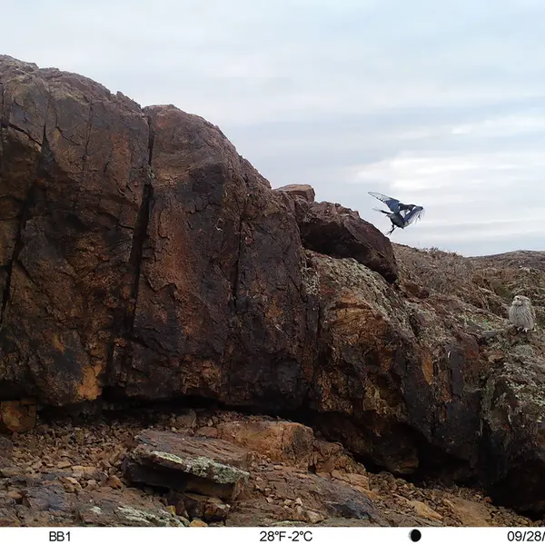 A photograph of Little Owl and Common magpie from Aktas-Kunkora camera trap