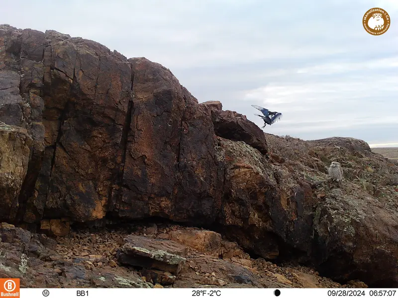 A photograph of Little Owl and Common magpie from Aktas-Kunkora camera trap