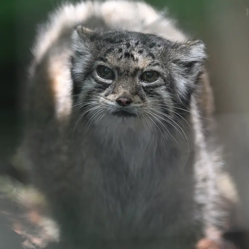 A photograph of Honey in Higashiyama Zoo and Botanical Gardens