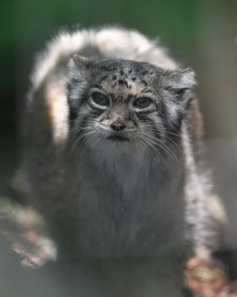 A photograph of Honey in Higashiyama Zoo and Botanical Gardens