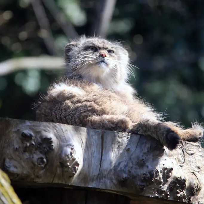A photograph of Pazzo in Łódź Zoo