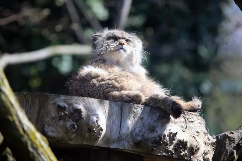 A photograph of Pazzo in Łódź Zoo