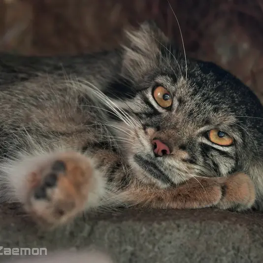 A photograph of Oto in Kobe Animal Kingdom
