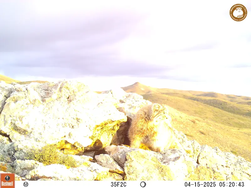 A photograph of Otocolobus manul manul from Besshoky 1 camera trap