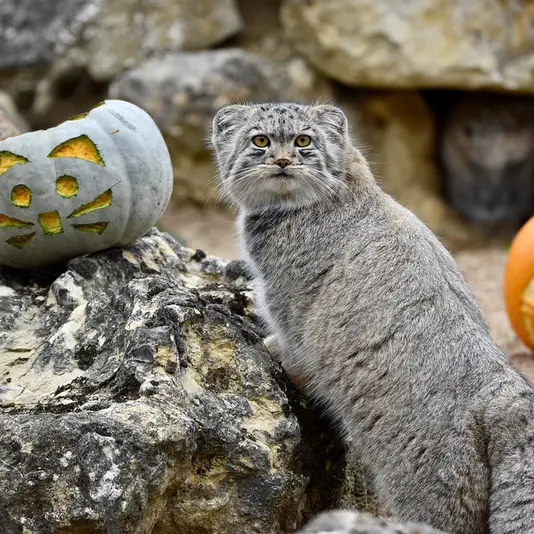 A photograph of Bat-Erdene in Port Lympne Wild Animal Park