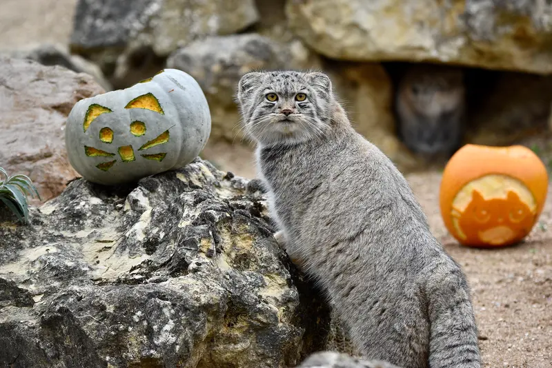A photograph of Bat-Erdene in Port Lympne Wild Animal Park