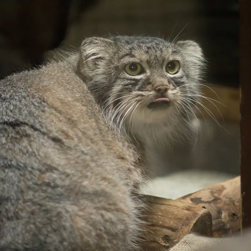 A photograph of Shafran in Ueno Zoological Gardens