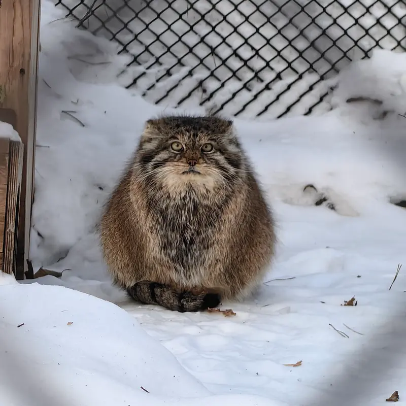 A photograph of Lastochka in Novosibirsk Zoo