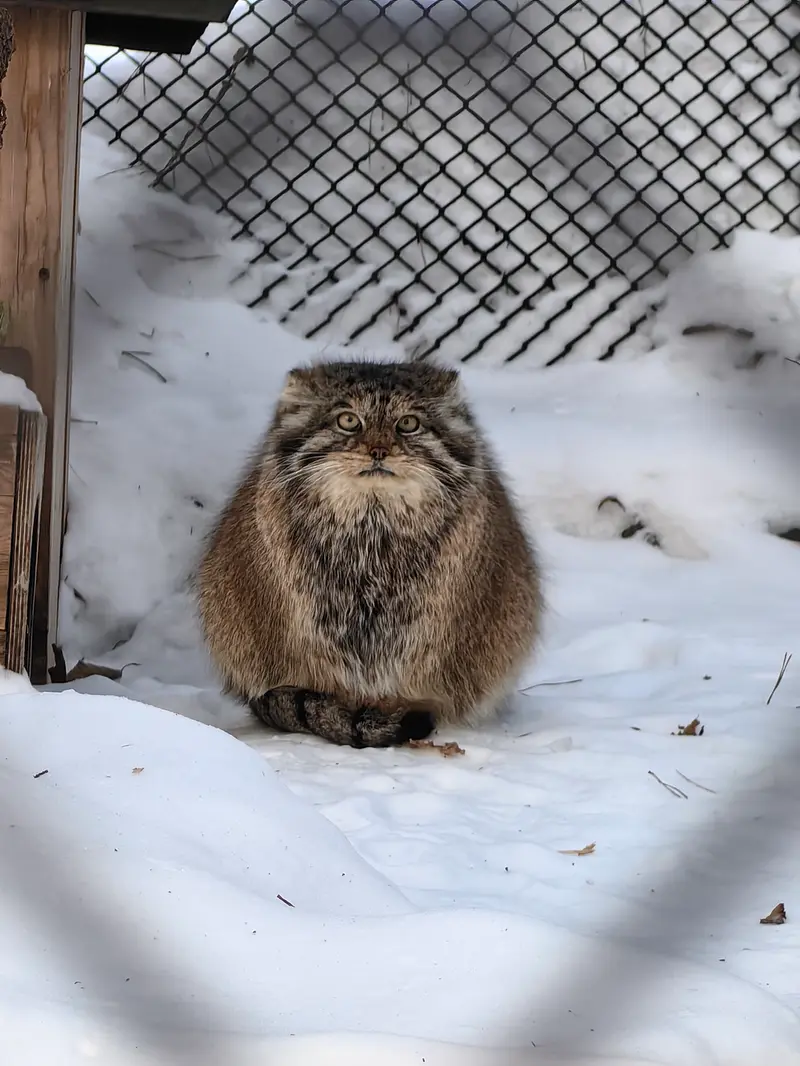 A photograph of Lastochka in Novosibirsk Zoo
