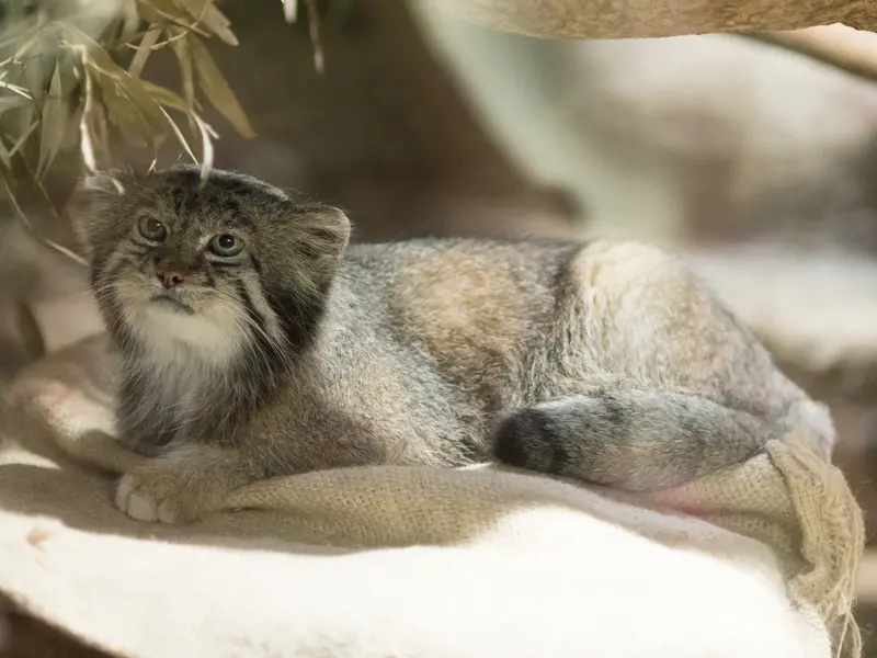 A photograph of Klyon in Ueno Zoological Gardens