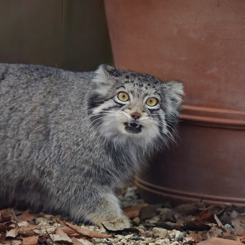 A photograph of Oto in Saitama Children's Zoo