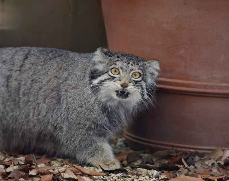 A photograph of Oto in Saitama Children's Zoo