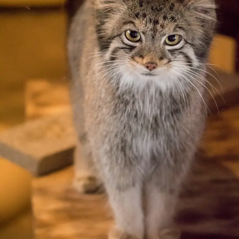 A photograph of Oto in Saitama Children's Zoo