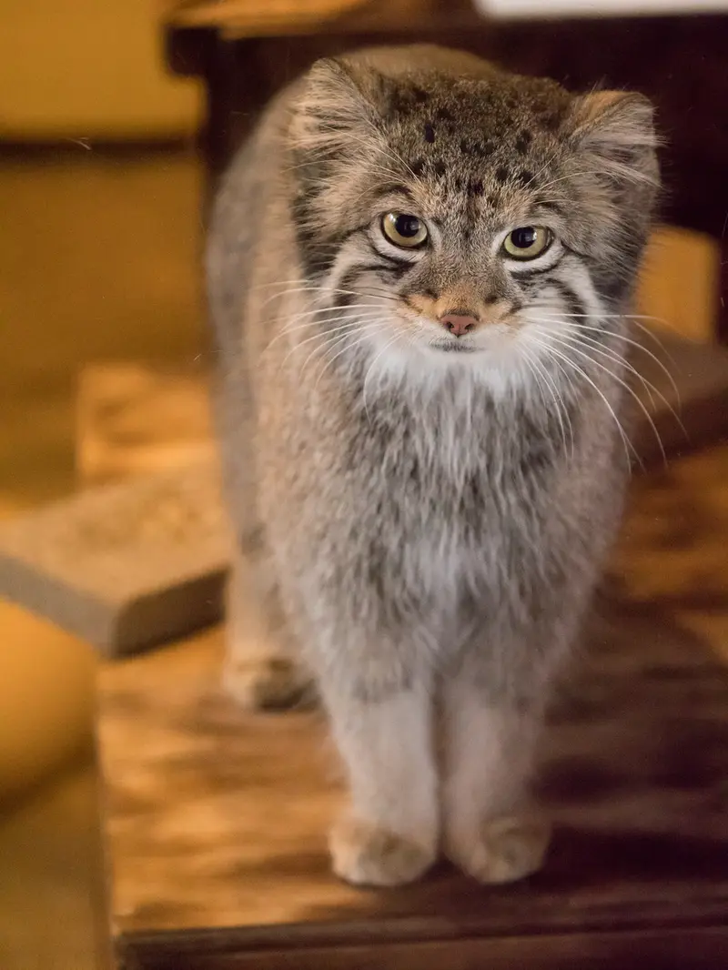 A photograph of Oto in Saitama Children's Zoo