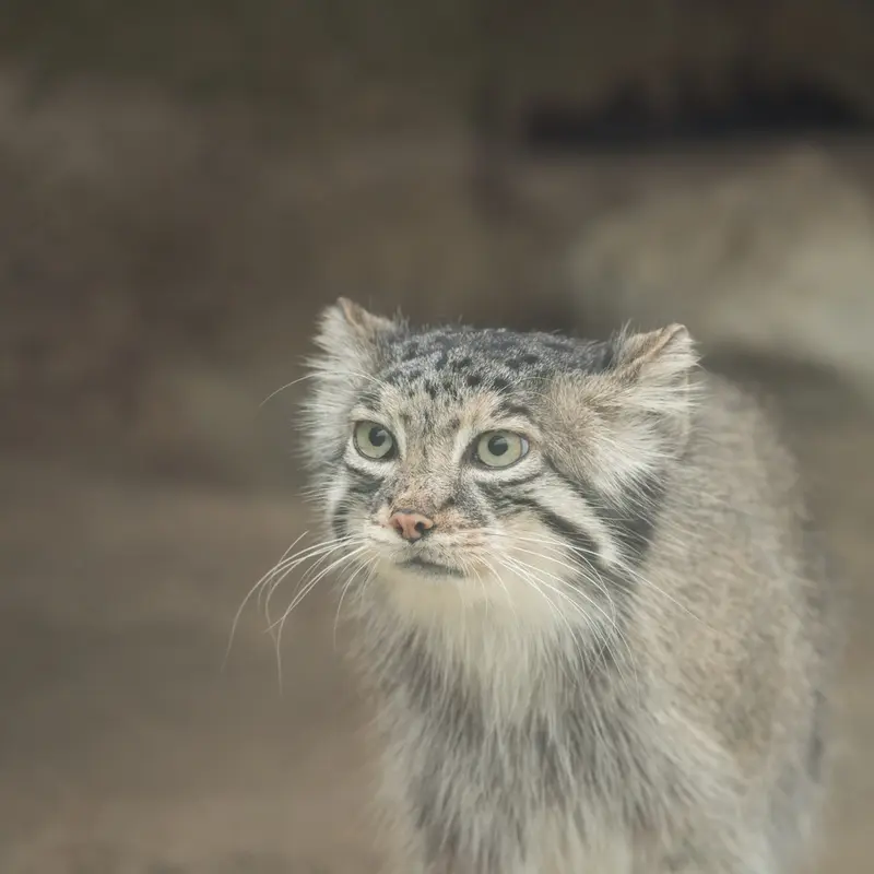 A photograph of Az in Kobe Animal Kingdom