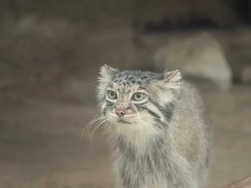 A photograph of Az in Kobe Animal Kingdom