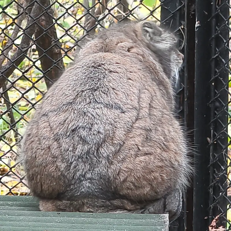 A photograph of Lastochka in Novosibirsk Zoo