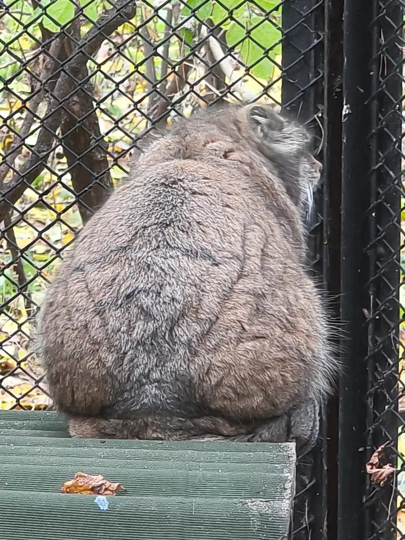 A photograph of Lastochka in Novosibirsk Zoo