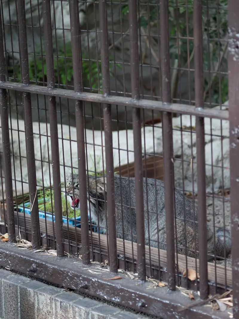 A photograph of Figa in Nogeyama Zoo