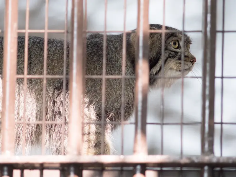 A photograph of Figa in Nogeyama Zoo