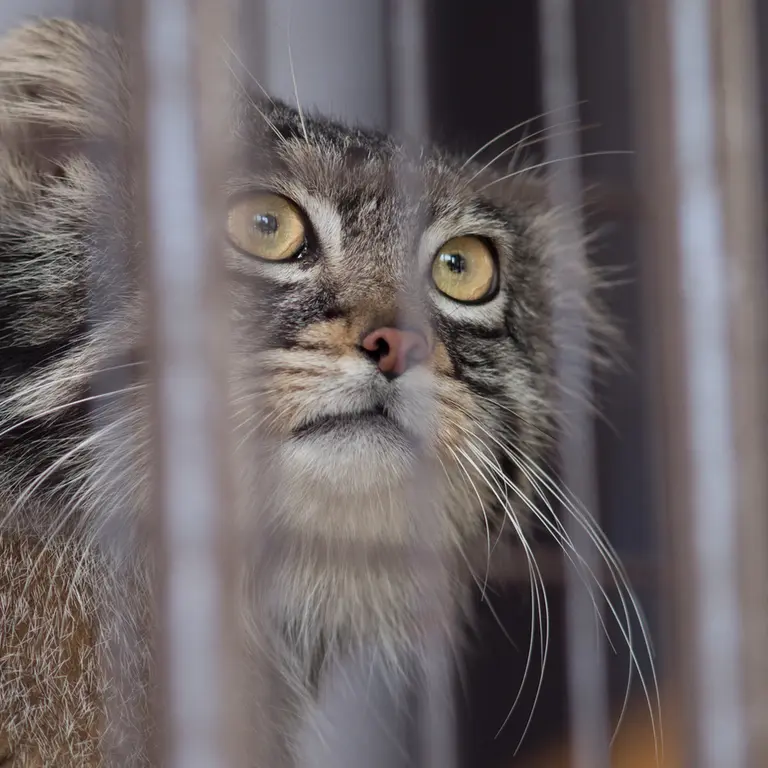 A photograph of Figa in Nogeyama Zoo