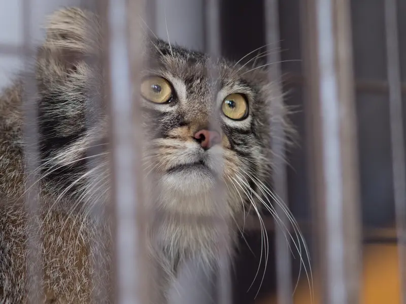 A photograph of Figa in Nogeyama Zoo