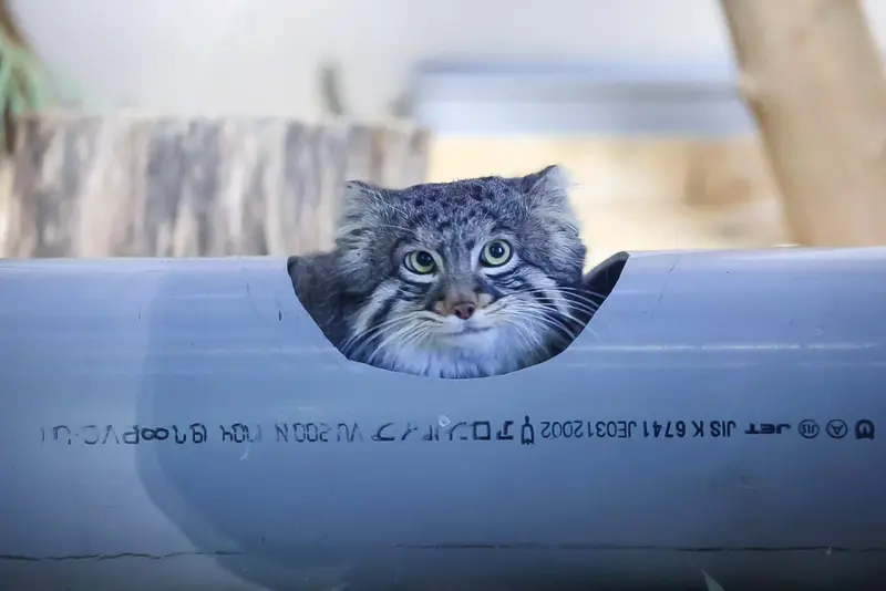 A photograph of Figa in Nogeyama Zoo