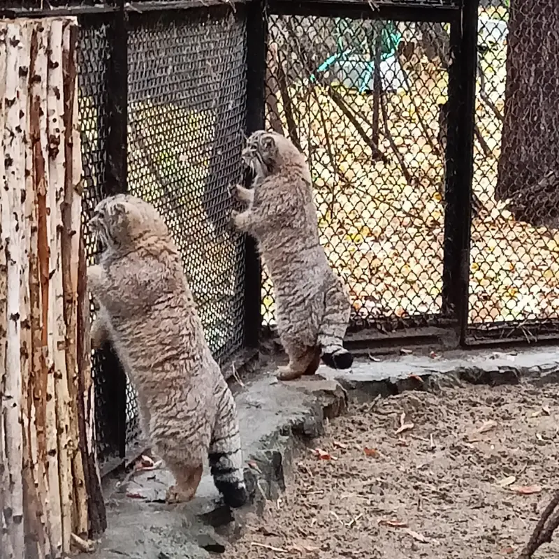 A photograph of a Pallas's cat in Novosibirsk Zoo