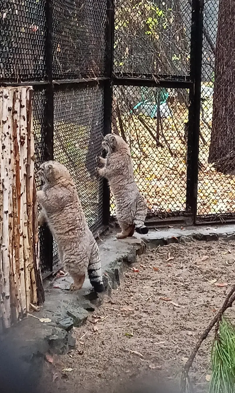 A photograph of a Pallas's cat in Novosibirsk Zoo