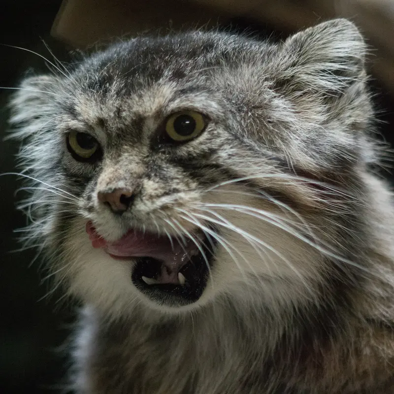 A photograph of Primula in Ueno Zoological Gardens