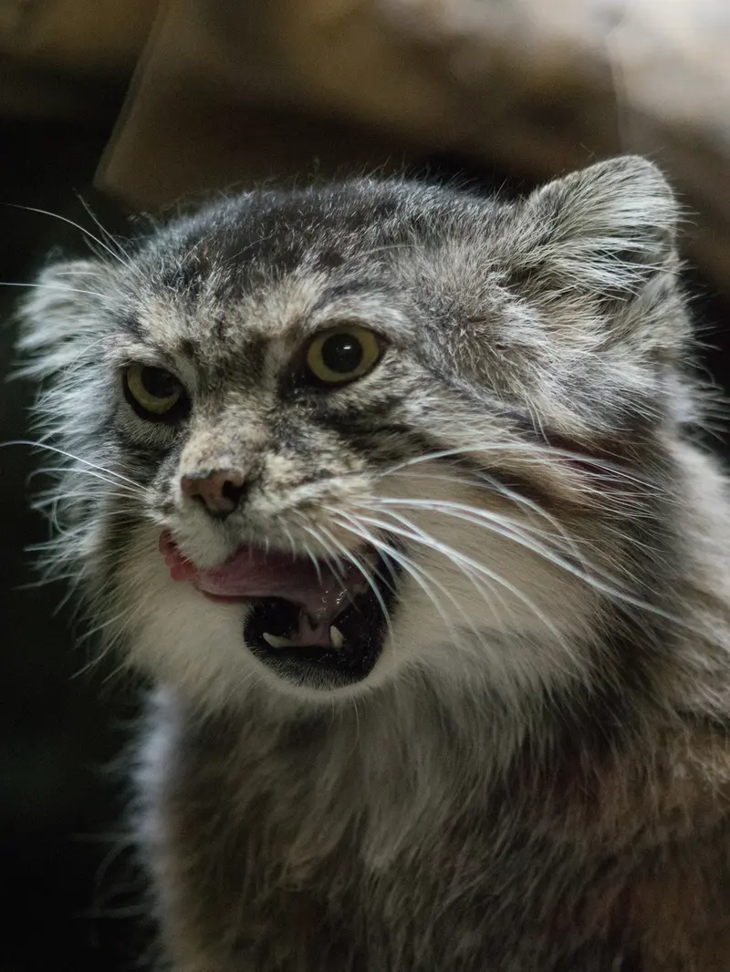 A photograph of Primula in Ueno Zoological Gardens