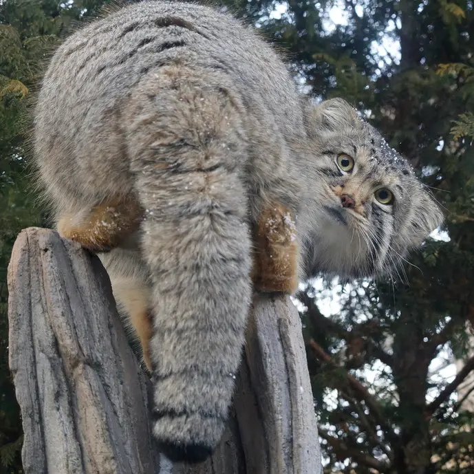 A photograph of Nagomu in Nasu Animal Kingdom