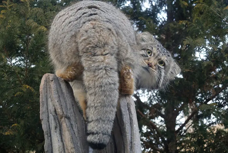 A photograph of Nagomu in Nasu Animal Kingdom