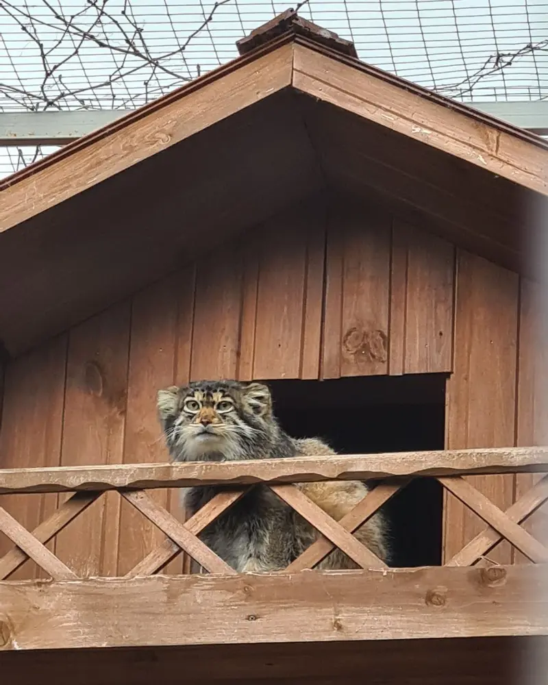 A photograph of a Pallas's cat