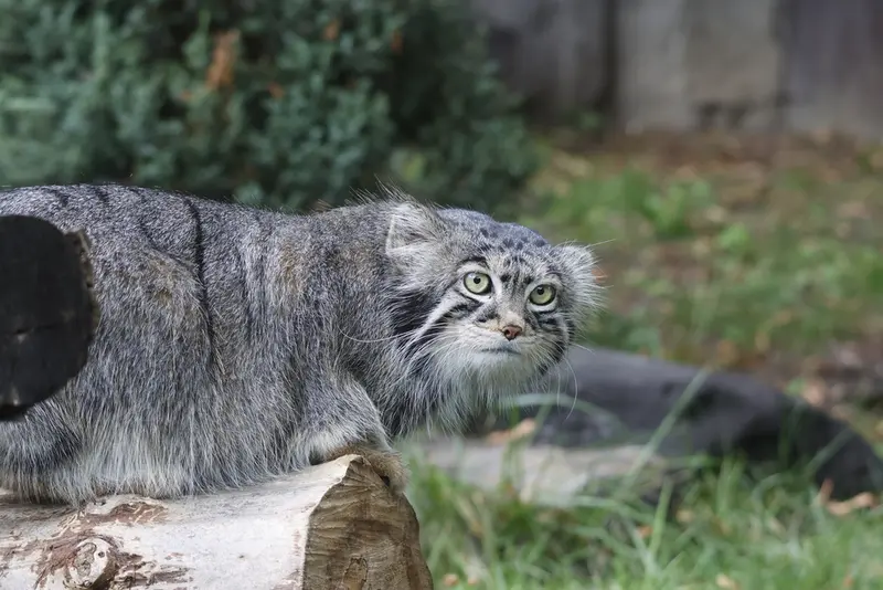A photograph of Timofey in Moscow zoo