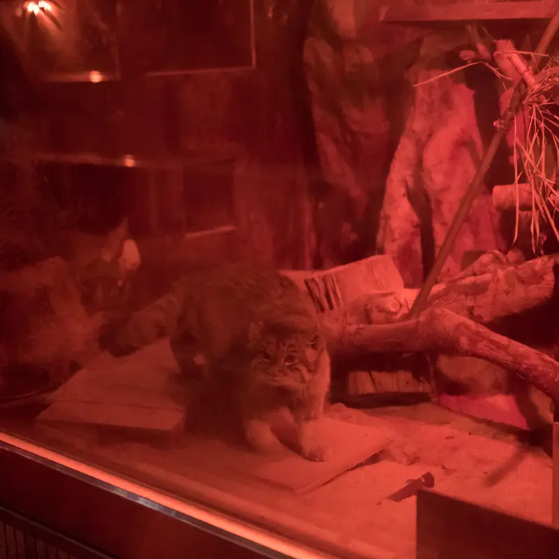 A photograph of Naim in Ueno Zoological Gardens